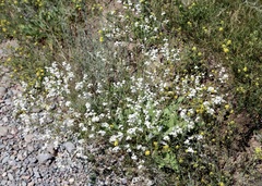 Crambe orientalis (Crambe orientalis)