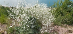 Crambe orientalis (Crambe orientalis)