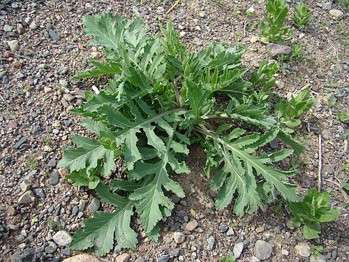 Crambe orientalis: A young plant of Crambe orientalis. Chüy Depression, 15.04.2013. Photo: G.Lazkov.