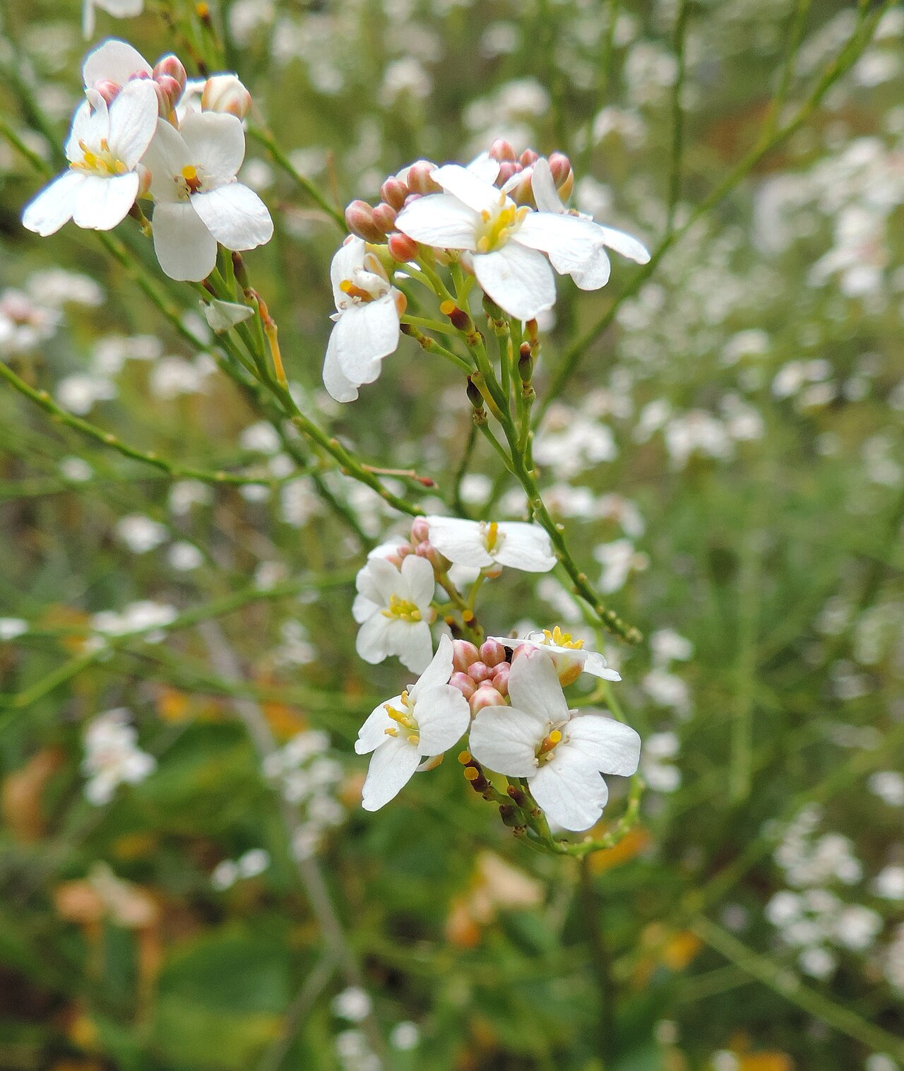 Crambe pritzelii: Crambe pritzelii in Barranco de Guayadeque