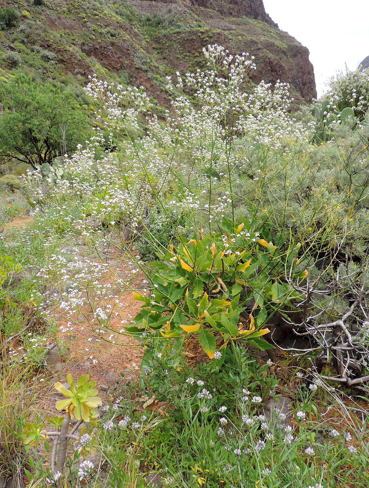 Crambe pritzelii: Crambe pritzelii in Barranco de Guayadeque