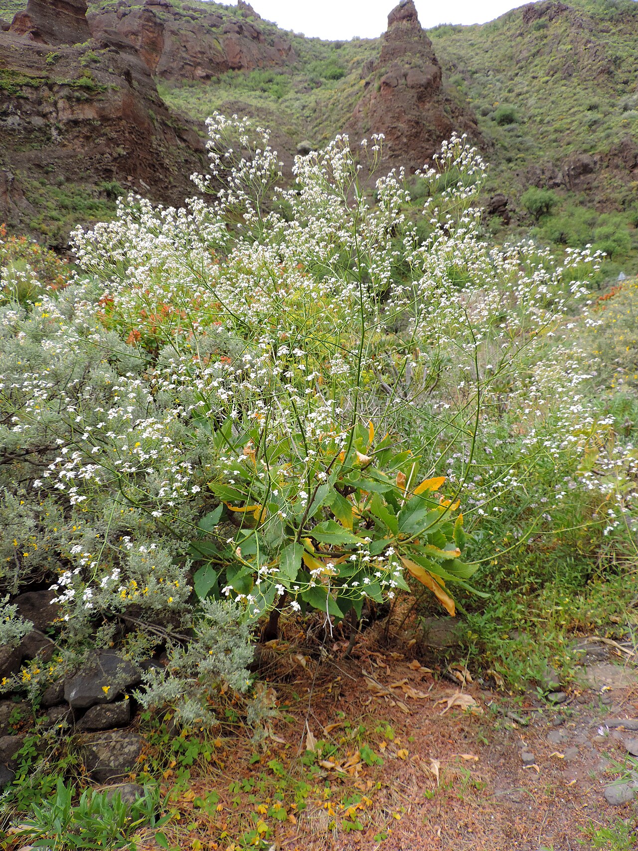 Crambe pritzelii: Crambe pritzelii in Barranco de Guayadeque