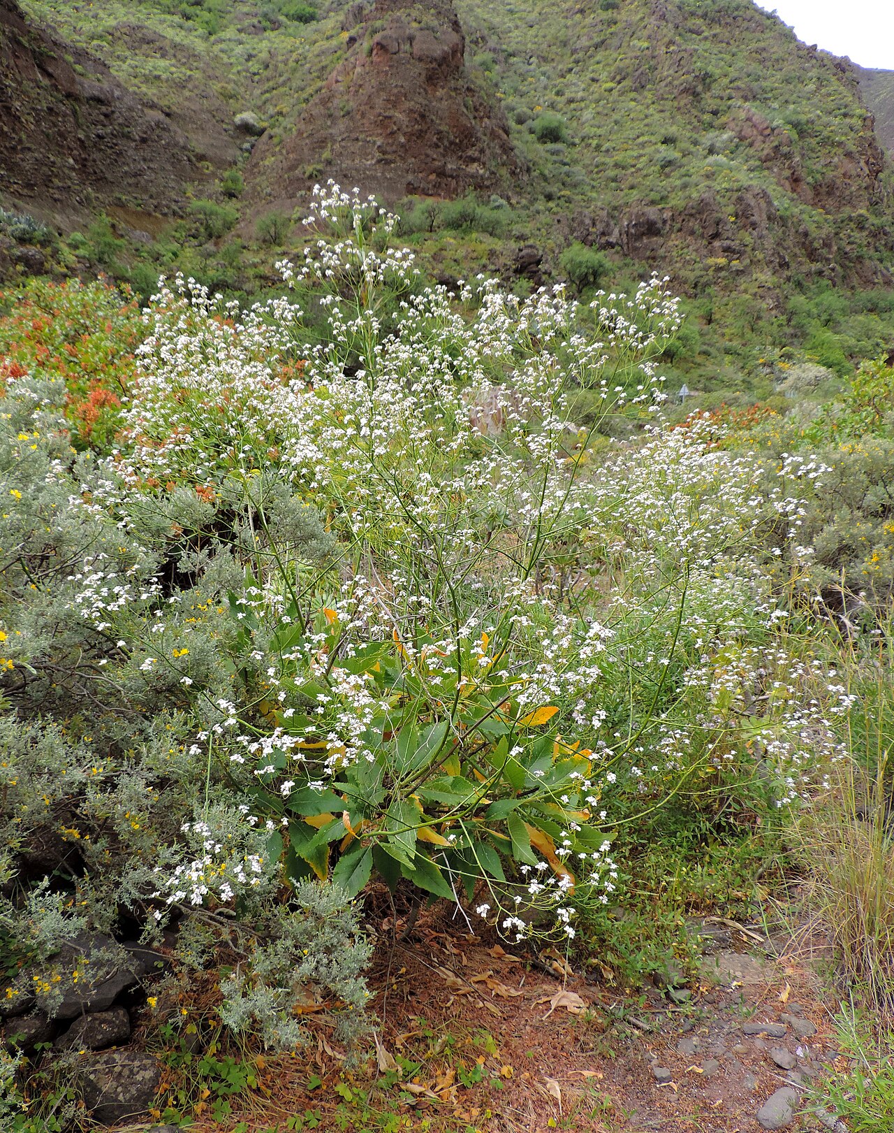 Crambe pritzelii: Crambe pritzelii in Barranco de Guayadeque