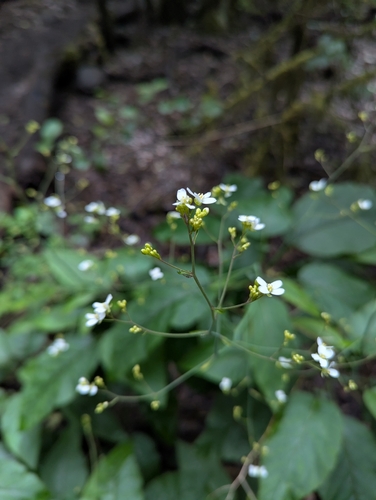 Crambe strigosa (Crambe strigosa)