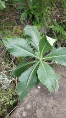 Crambe strigosa (Crambe strigosa)