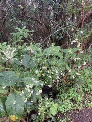 Crambe strigosa (Crambe strigosa)