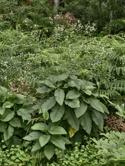 Crambe strigosa (Crambe strigosa)