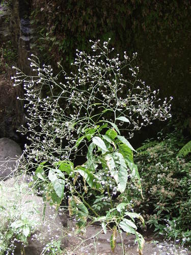 Crambe strigosa (Crambe strigosa)