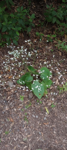 Crambe strigosa (Crambe strigosa)