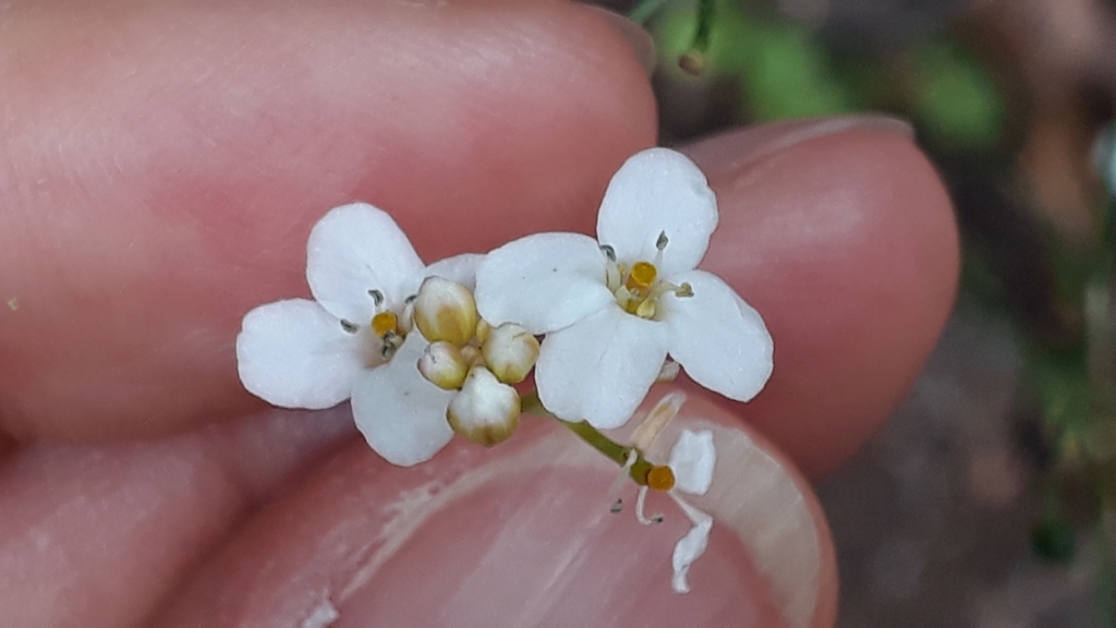 Crambe strigosa (Crambe strigosa)