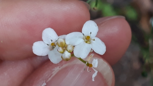 Crambe strigosa (Crambe strigosa)