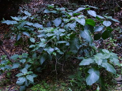 Crambe strigosa (Crambe strigosa)
