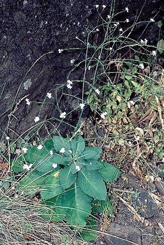 Crambe strigosa: Schmächtiger Meerkohl ( Crambe strigosa ) Habitus, auf Teneriffa