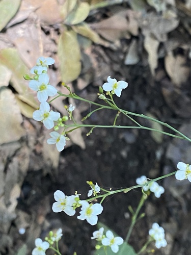 Crambe strigosa (Crambe strigosa)
