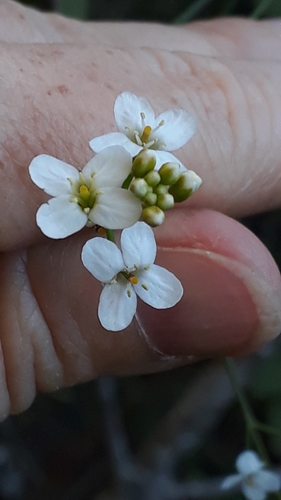 Crambe strigosa (Crambe strigosa)