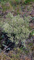 Crambe tataria (Crambe tataria)
