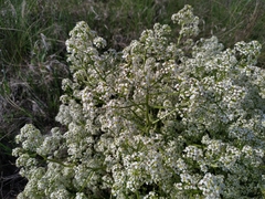 Crambe tataria (Crambe tataria)