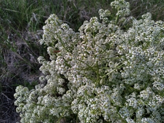 Crambe tataria (Crambe tataria)