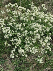 Crambe tataria (Crambe tataria)