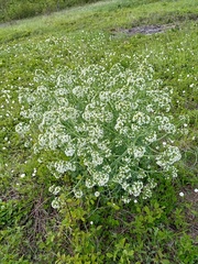 Crambe tataria (Crambe tataria)