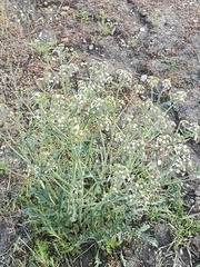 Crambe tataria (Crambe tataria)