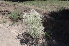 Crambe tataria (Crambe tataria)