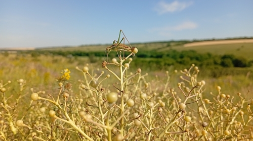 Crambe tataria (Crambe tataria)