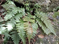 Cranfillia deltoides (Cranfillia deltoides)