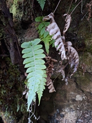 Cranfillia deltoides (Cranfillia deltoides)