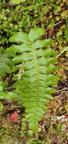 Cranfillia deltoides (Cranfillia deltoides)