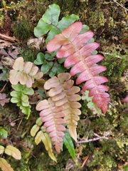 Cranfillia deltoides (Cranfillia deltoides)