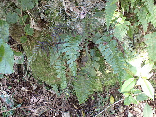 Cranfillia deltoides (Cranfillia deltoides)