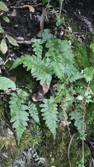 Cranfillia deltoides (Cranfillia deltoides)