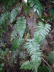 Cranfillia deltoides (Cranfillia deltoides)