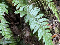 Cranfillia deltoides (Cranfillia deltoides)