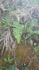 Cranfillia deltoides (Cranfillia deltoides)