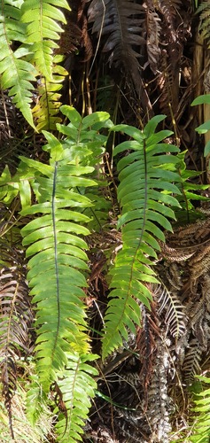 Cranfillia deltoides (Cranfillia deltoides)