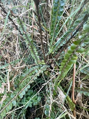 Creek fern (Cranfillia fluviatilis)
