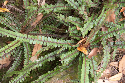 Creek fern (Cranfillia fluviatilis)