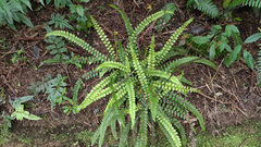 Creek fern (Cranfillia fluviatilis)