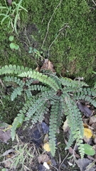 Creek fern (Cranfillia fluviatilis)