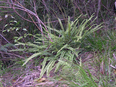 Creek fern (Cranfillia fluviatilis)