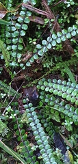Creek fern (Cranfillia fluviatilis)