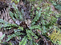 Creek fern (Cranfillia fluviatilis)