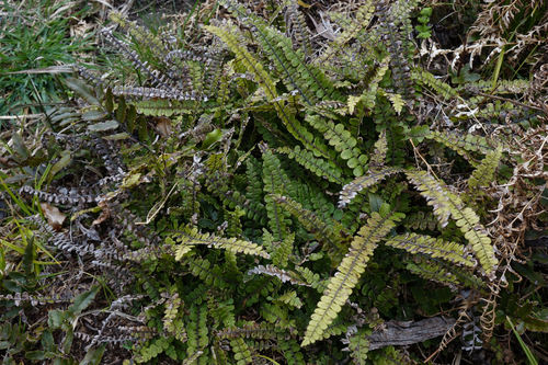Creek fern (Cranfillia fluviatilis)