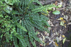 Creek fern (Cranfillia fluviatilis)