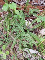 Creek fern (Cranfillia fluviatilis)