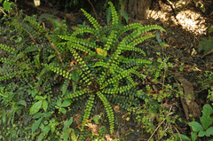 Creek fern (Cranfillia fluviatilis)