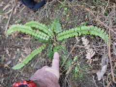 Creek fern (Cranfillia fluviatilis)