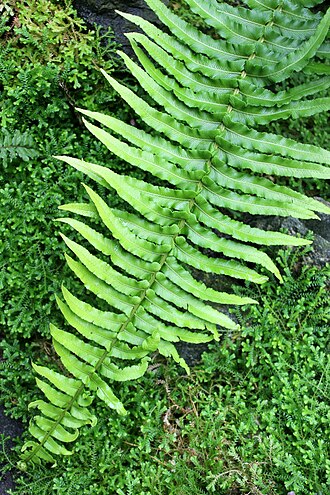 Cranfillia longicauda: L'espèce "Poupartia castanea" dans les serres tropicales du Conservatoire Botanique National de Brest. Photo prise lors des journées contributives au Conservato